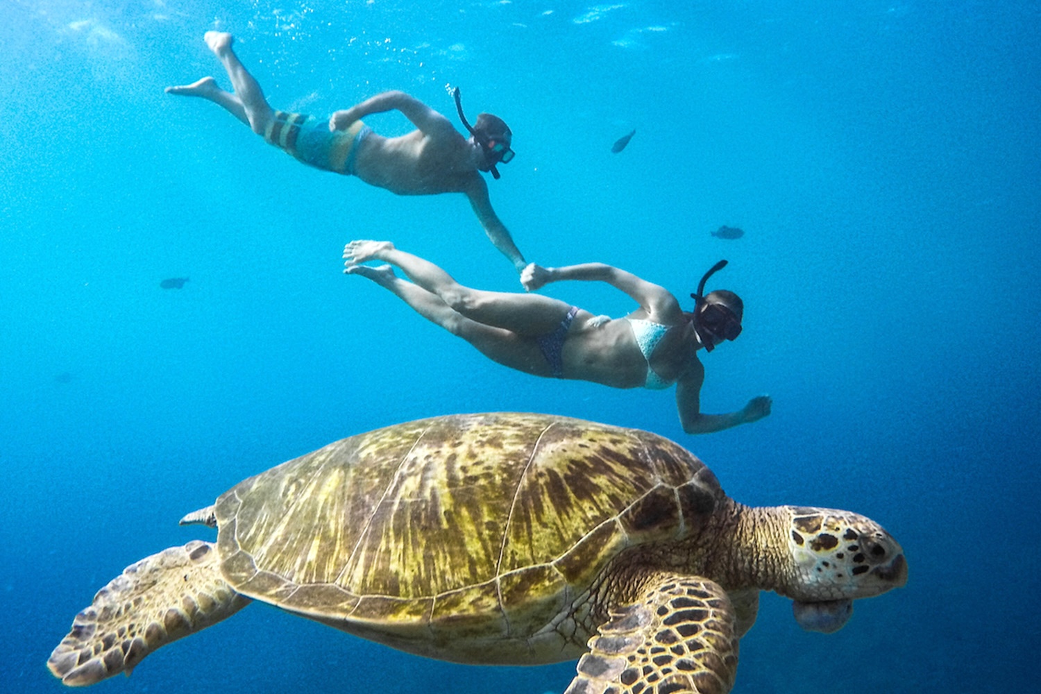 Snorkelling with turtles in Hawaii